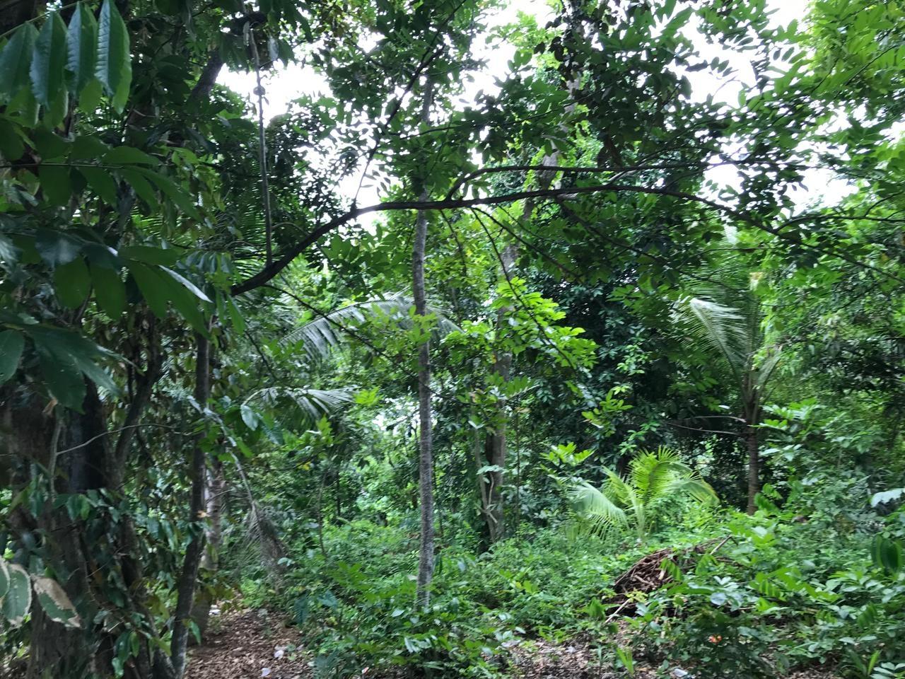 Twelfth image of Bog Walk, St. Catherine in Bog Walk, St. Catherine, Jamaica - property is For Sale