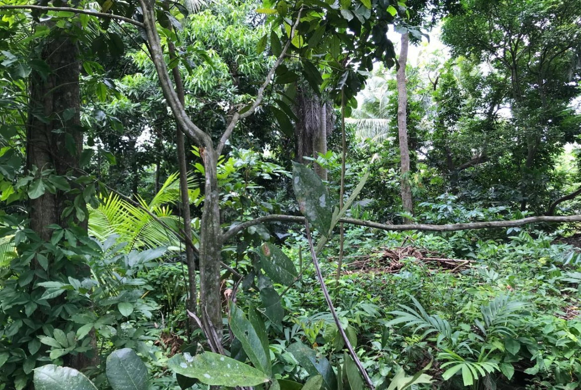 Thirteenth image of Bog Walk, St. Catherine in Bog Walk, St. Catherine, Jamaica - property is For Sale