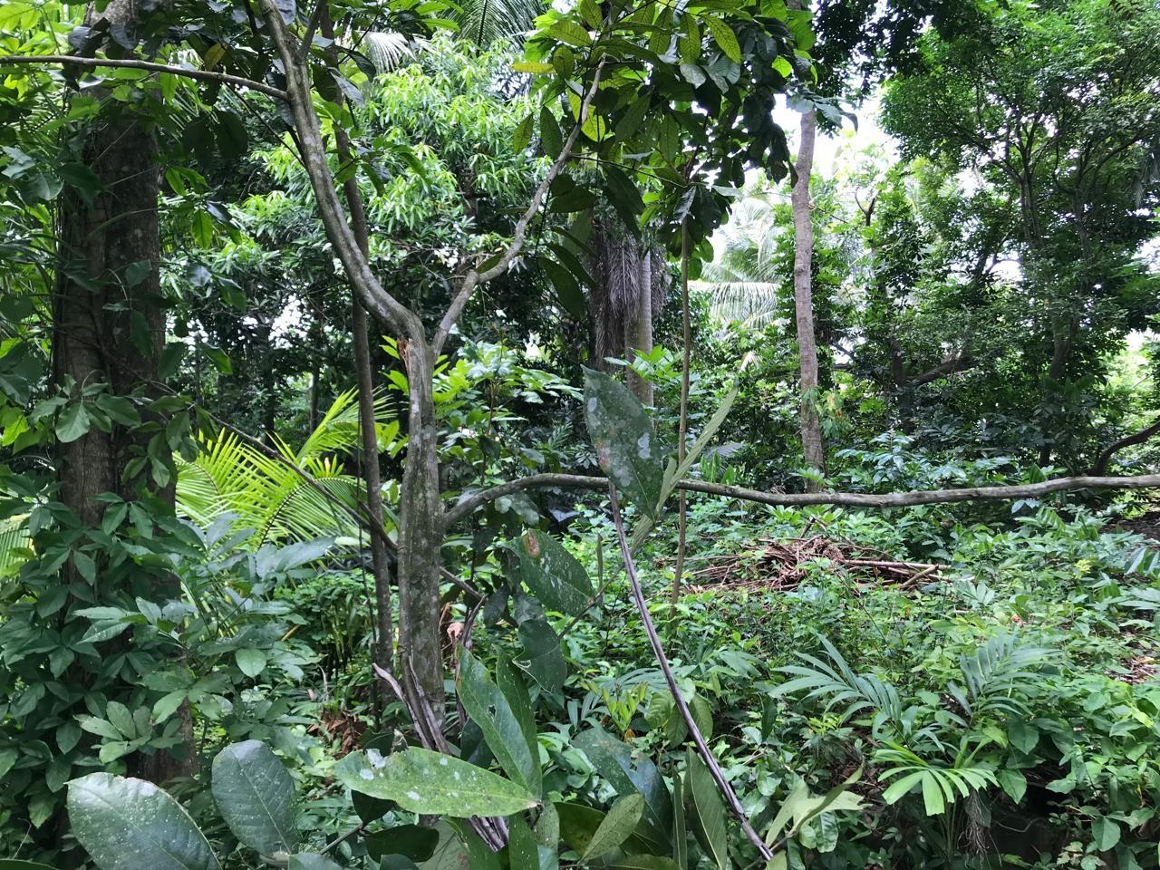 Thirteenth image of Bog Walk, St. Catherine in Bog Walk, St. Catherine, Jamaica - property is For Sale