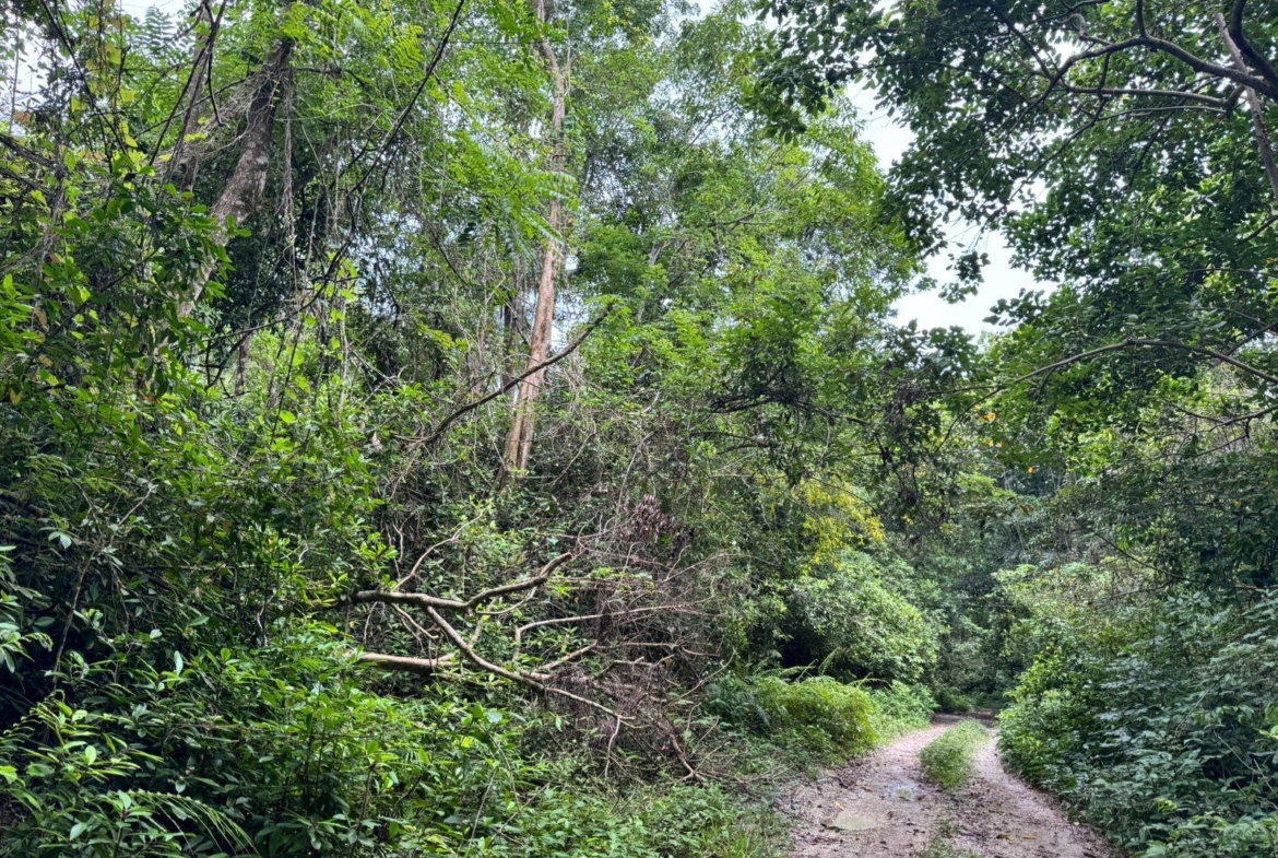 Second image of Lot 44 Crawle Estate, St. Mary in Hampstead, St. Mary, Jamaica - property is For Sale