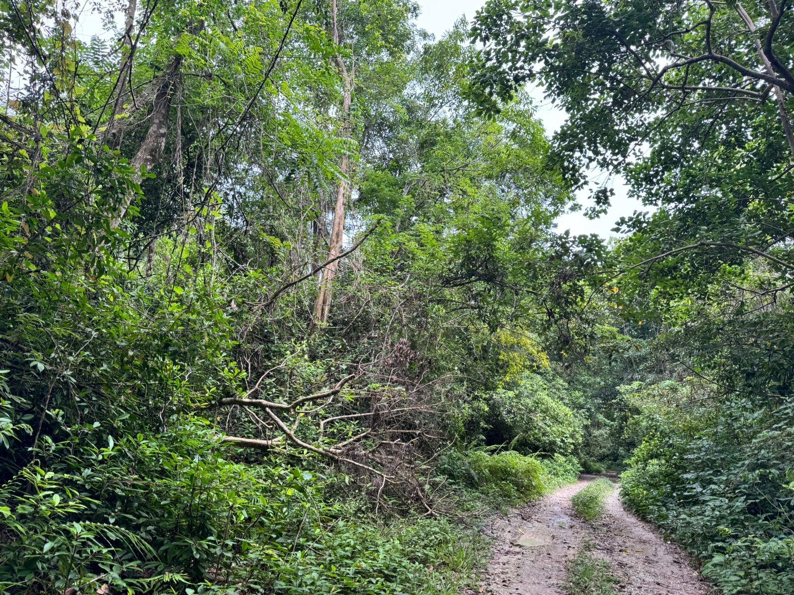 10.28-Acre-Agricultural-Land-for-Sale-–-Lot-44-Crawle-Estate-St.-Mary-Jamaica Second image of Lot 44 Crawle Estate, St. Mary in Hampstead, St. Mary, Jamaica - property is For Sale