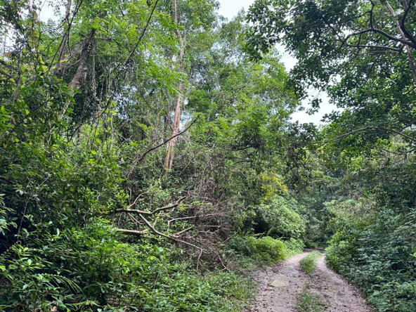 Second image of Lot 44 Crawle Estate, St. Mary in Hampstead, St. Mary, Jamaica - property is For Sale