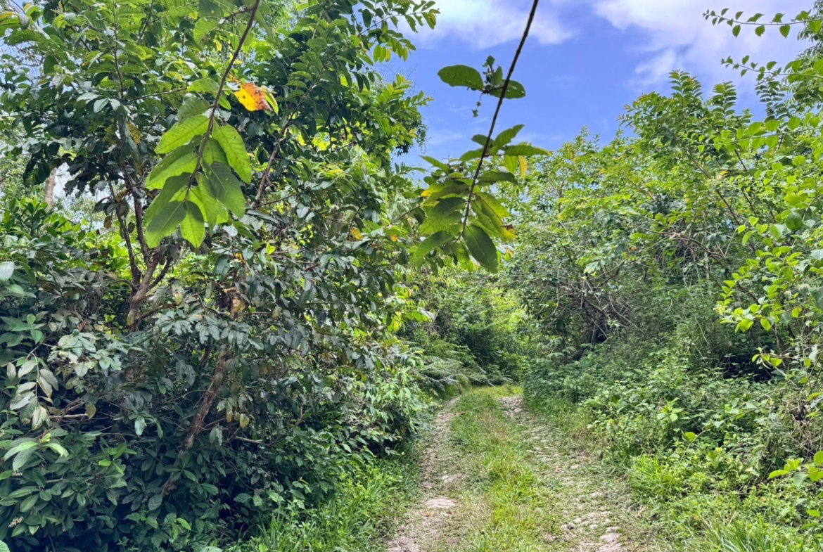 First image of Lot 44 Crawle Estate, St. Mary in Hampstead, St. Mary, Jamaica - property is For Sale