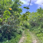 First image of Lot 44 Crawle Estate, St. Mary in Hampstead, St. Mary, Jamaica - property is For Sale