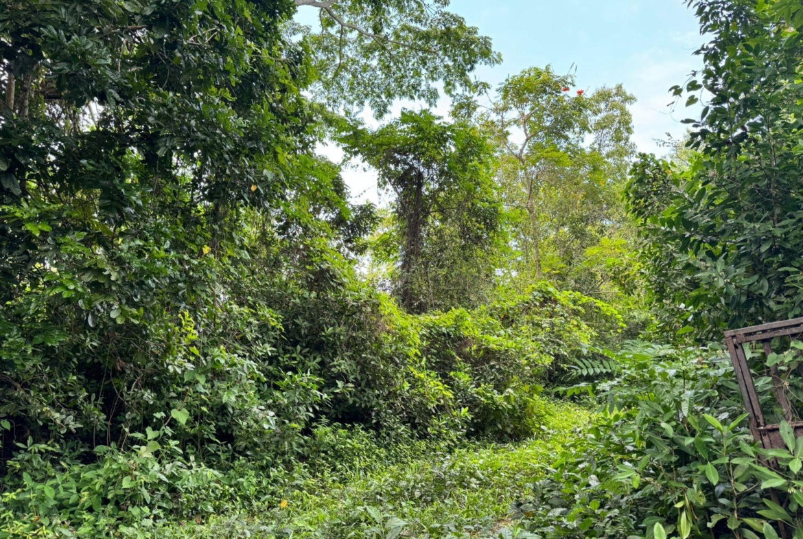 Third image of Lot 44 Crawle Estate, St. Mary in Hampstead, St. Mary, Jamaica - property is For Sale