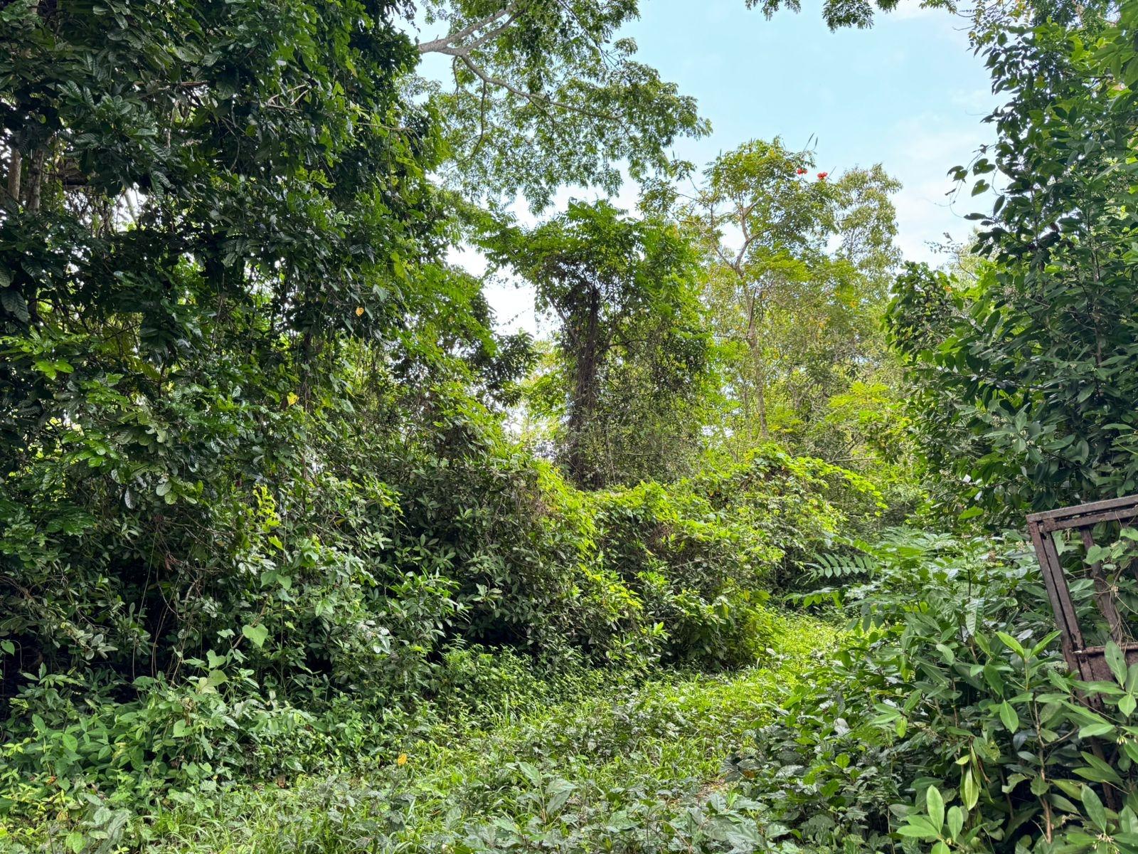 10.28-Acre-Agricultural-Land-for-Sale-–-Lot-44-Crawle-Estate-St.-Mary-Jamaica Third image of Lot 44 Crawle Estate, St. Mary in Hampstead, St. Mary, Jamaica - property is For Sale