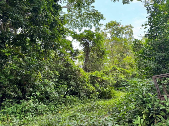 Third image of Lot 44 Crawle Estate, St. Mary in Hampstead, St. Mary, Jamaica - property is For Sale