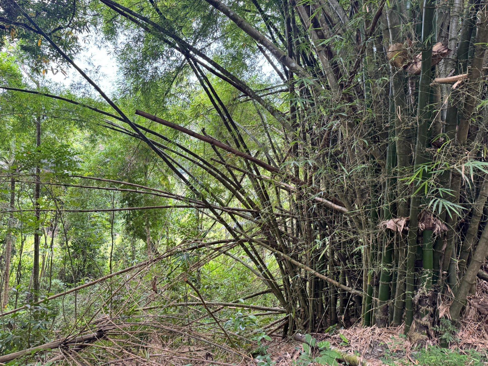 10.28-Acre-Agricultural-Land-for-Sale-–-Lot-44-Crawle-Estate-St.-Mary-Jamaica Fourth image of Lot 44 Crawle Estate, St. Mary in Hampstead, St. Mary, Jamaica - property is For Sale