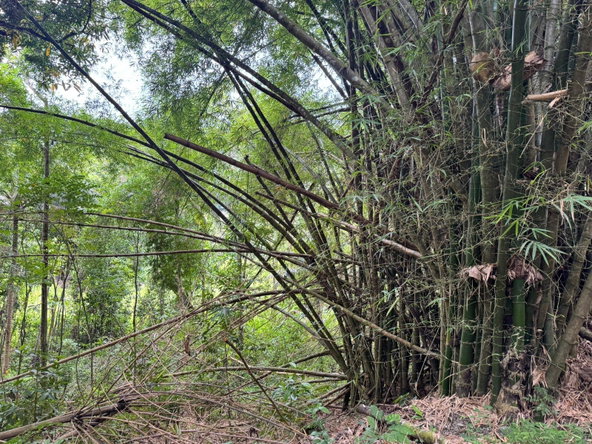 Fourth image of Lot 44 Crawle Estate, St. Mary in Hampstead, St. Mary, Jamaica - property is For Sale