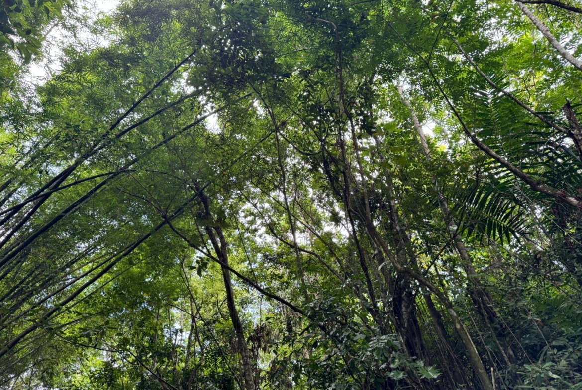 Fifth image of Lot 44 Crawle Estate, St. Mary in Hampstead, St. Mary, Jamaica - property is For Sale