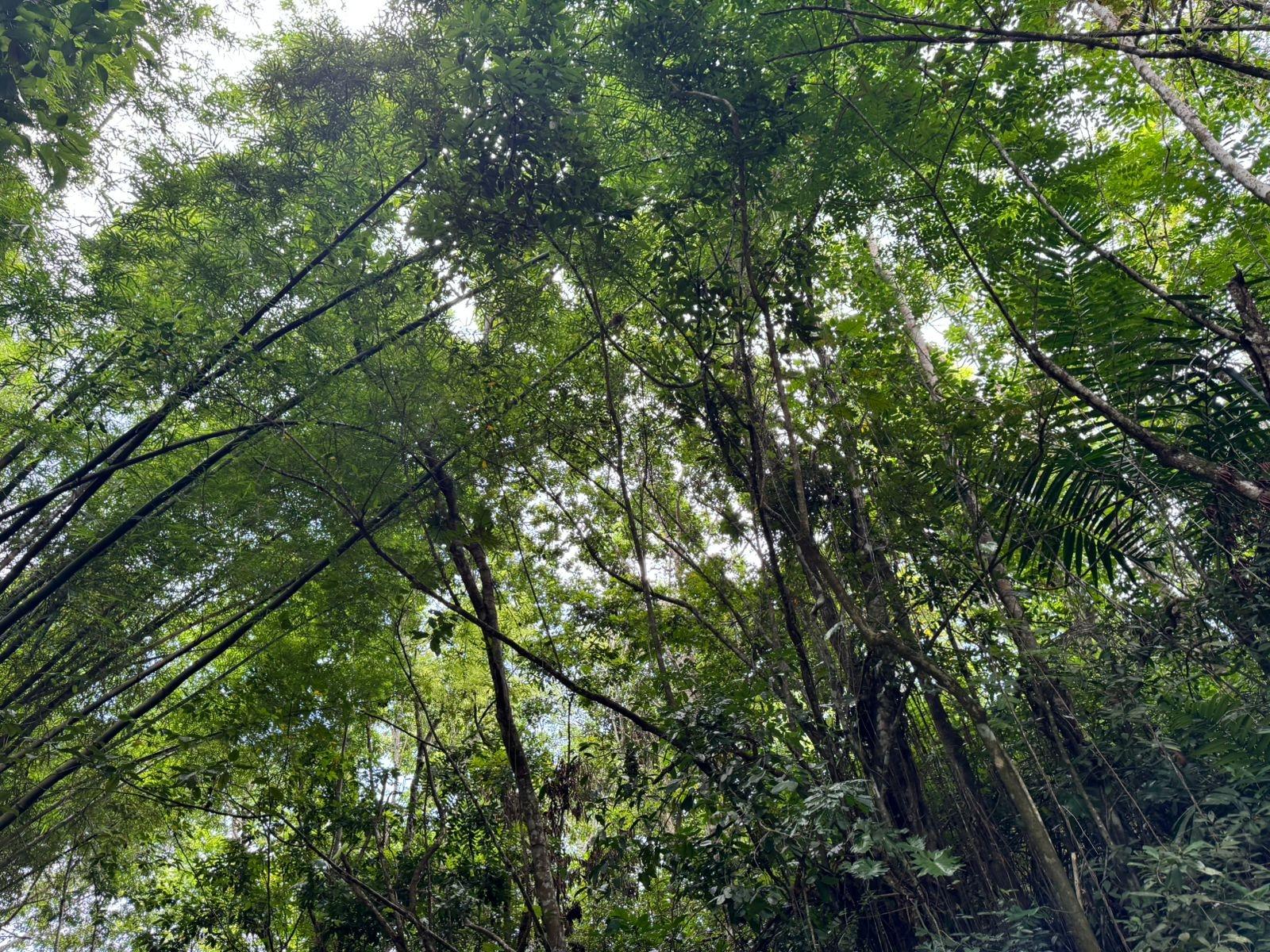 10.28-Acre-Agricultural-Land-for-Sale-–-Lot-44-Crawle-Estate-St.-Mary-Jamaica Fifth image of Lot 44 Crawle Estate, St. Mary in Hampstead, St. Mary, Jamaica - property is For Sale