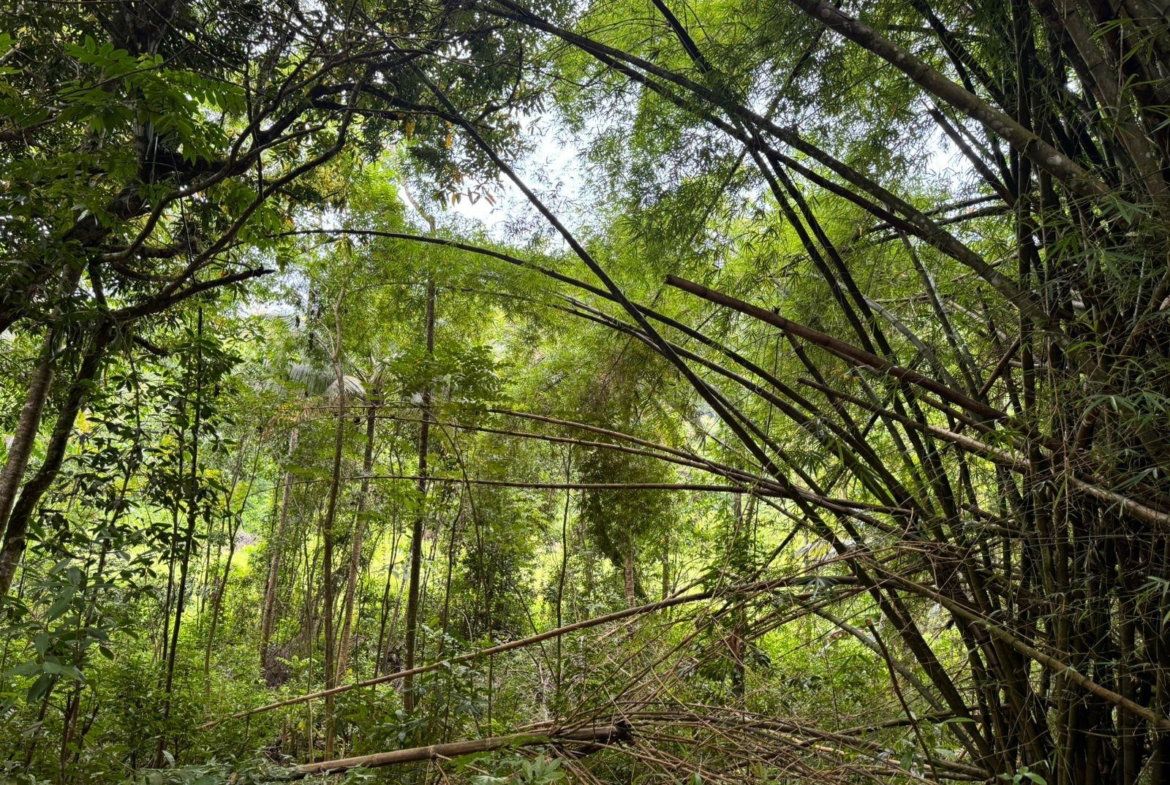 Sixth image of Lot 44 Crawle Estate, St. Mary in Hampstead, St. Mary, Jamaica - property is For Sale