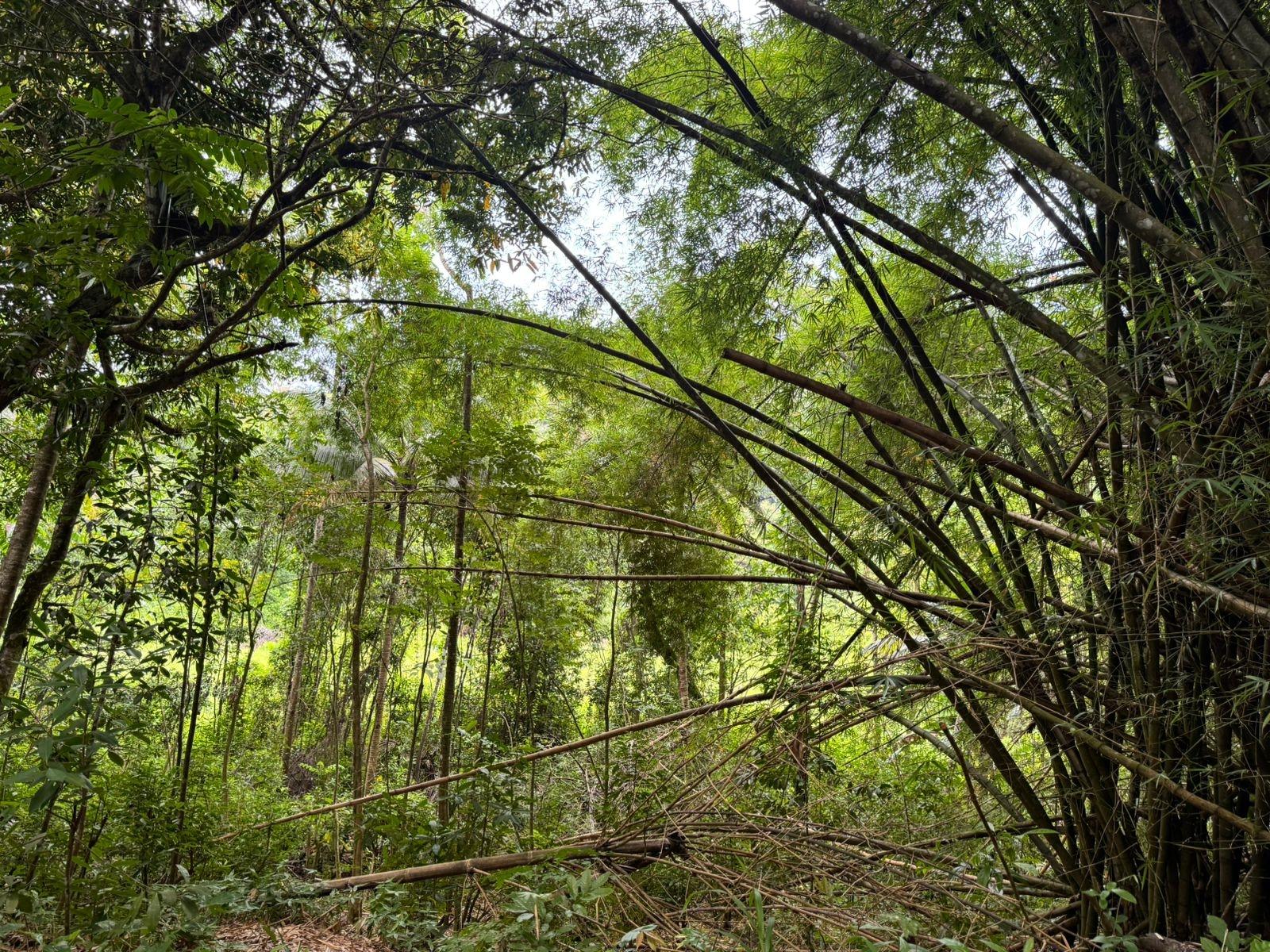 10.28-Acre-Agricultural-Land-for-Sale-–-Lot-44-Crawle-Estate-St.-Mary-Jamaica Sixth image of Lot 44 Crawle Estate, St. Mary in Hampstead, St. Mary, Jamaica - property is For Sale
