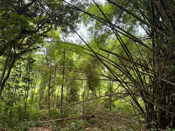 Sixth image of Lot 44 Crawle Estate, St. Mary in Hampstead, St. Mary, Jamaica - property is For Sale