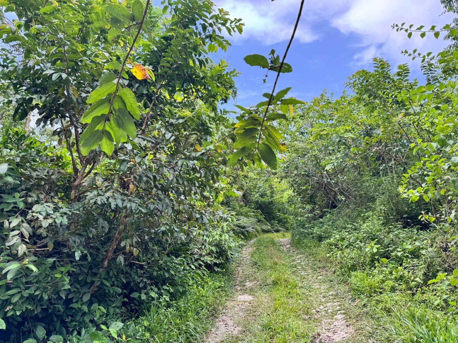 10.28-Acre-Agricultural-Land-for-Sale-–-Lot-44-Crawle-Estate-St.-Mary-Jamaica First image of Lot 44 Crawle Estate, St. Mary in Hampstead, St. Mary, Jamaica - property is For Sale