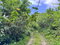 First image of Lot 44 Crawle Estate, St. Mary in Hampstead, St. Mary, Jamaica - property is For Sale