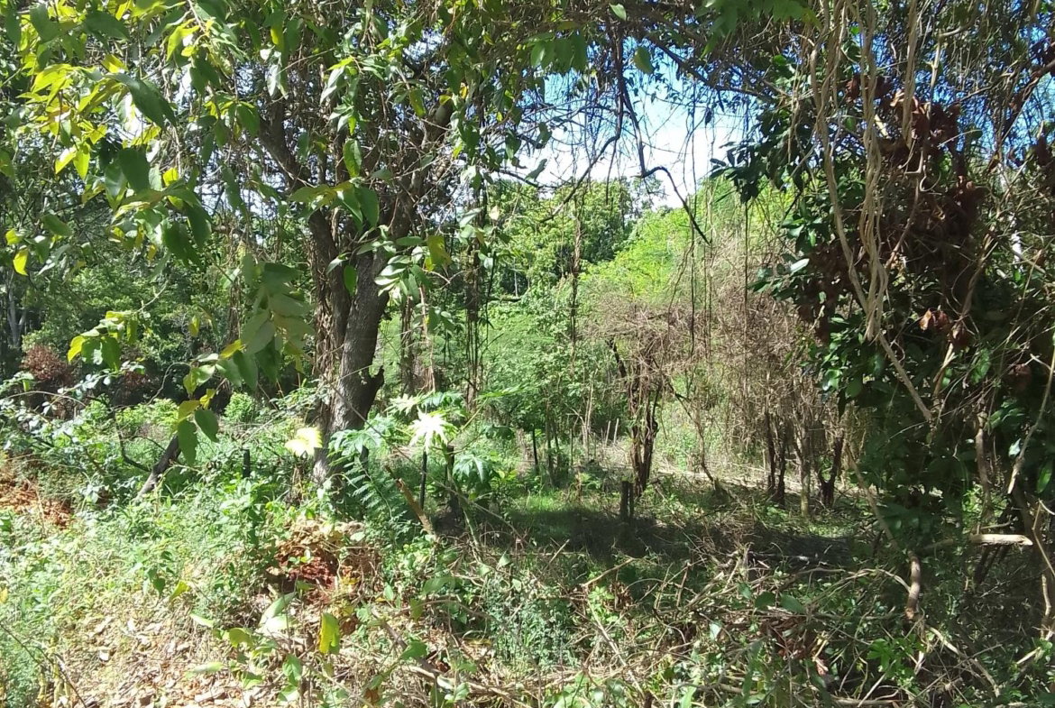 Third image of Puie Drive, Cardiff Hall in Runaway Bay, St. Ann, Jamaica - property is For Sale