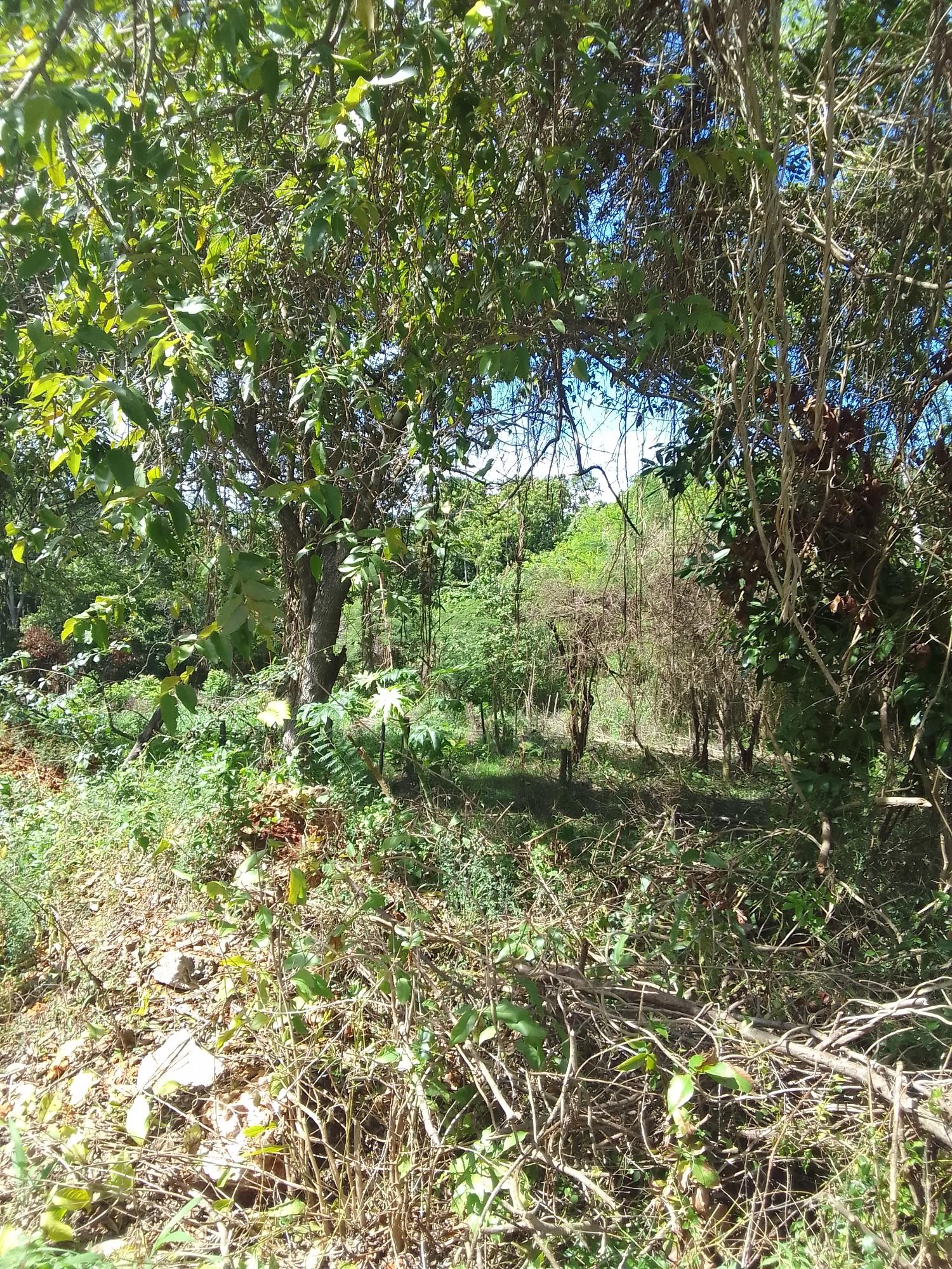 Third image of Puie Drive, Cardiff Hall in Runaway Bay, St. Ann, Jamaica - property is For Sale