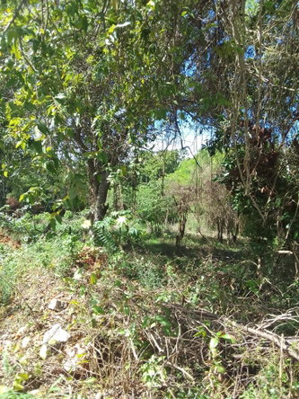 Third image of Puie Drive, Cardiff Hall in Runaway Bay, St. Ann, Jamaica - property is For Sale