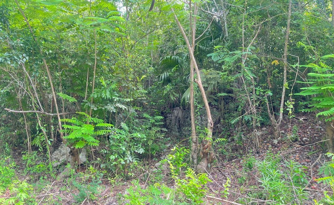 Third image of Lot 8 Woodside in Woodside, Clarendon, Jamaica - property is For Sale