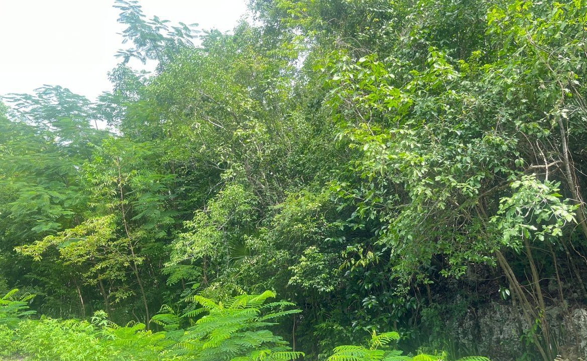 Fifth image of Lot 8 Woodside in Woodside, Clarendon, Jamaica - property is For Sale