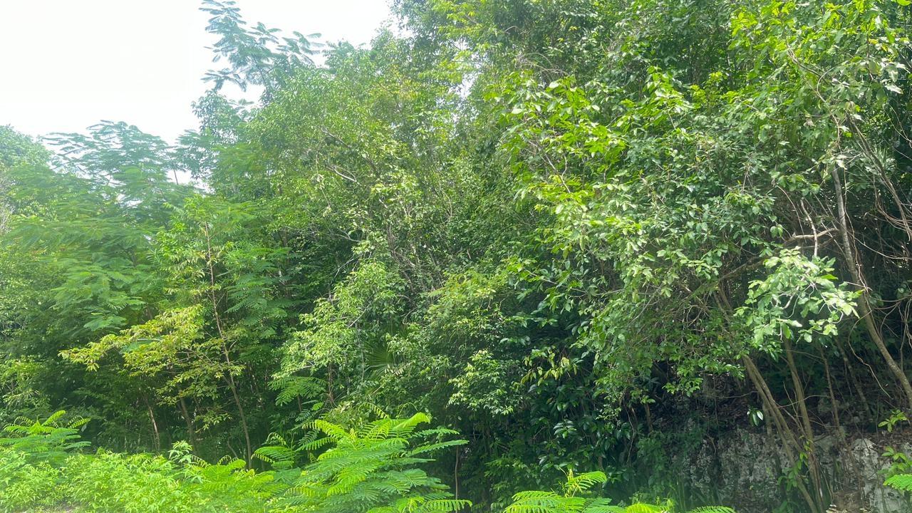 Fifth image of Lot 8 Woodside in Woodside, Clarendon, Jamaica - property is For Sale