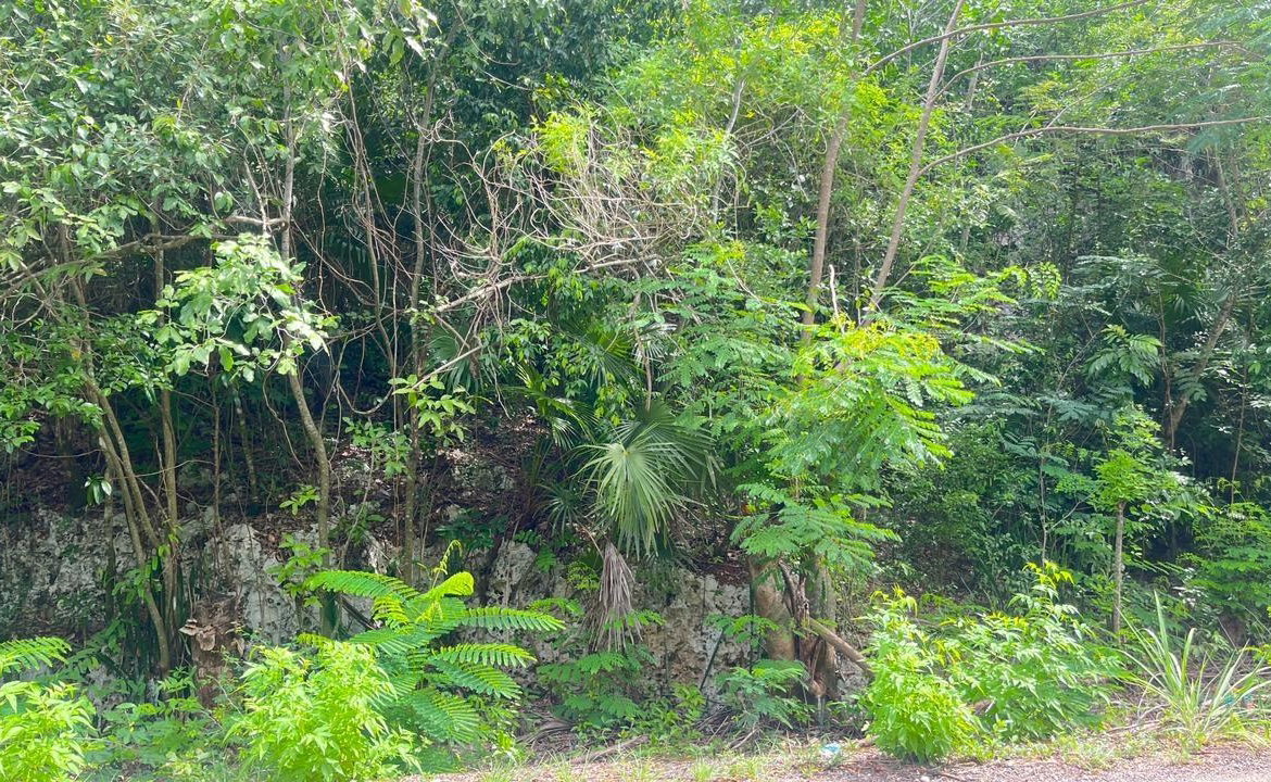 Sixth image of Lot 8 Woodside in Woodside, Clarendon, Jamaica - property is For Sale