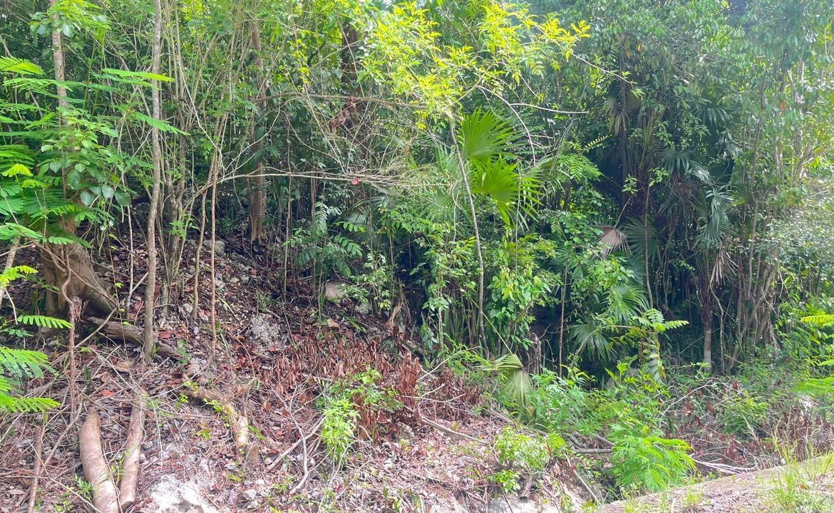 Seventh image of Lot 8 Woodside in Woodside, Clarendon, Jamaica - property is For Sale
