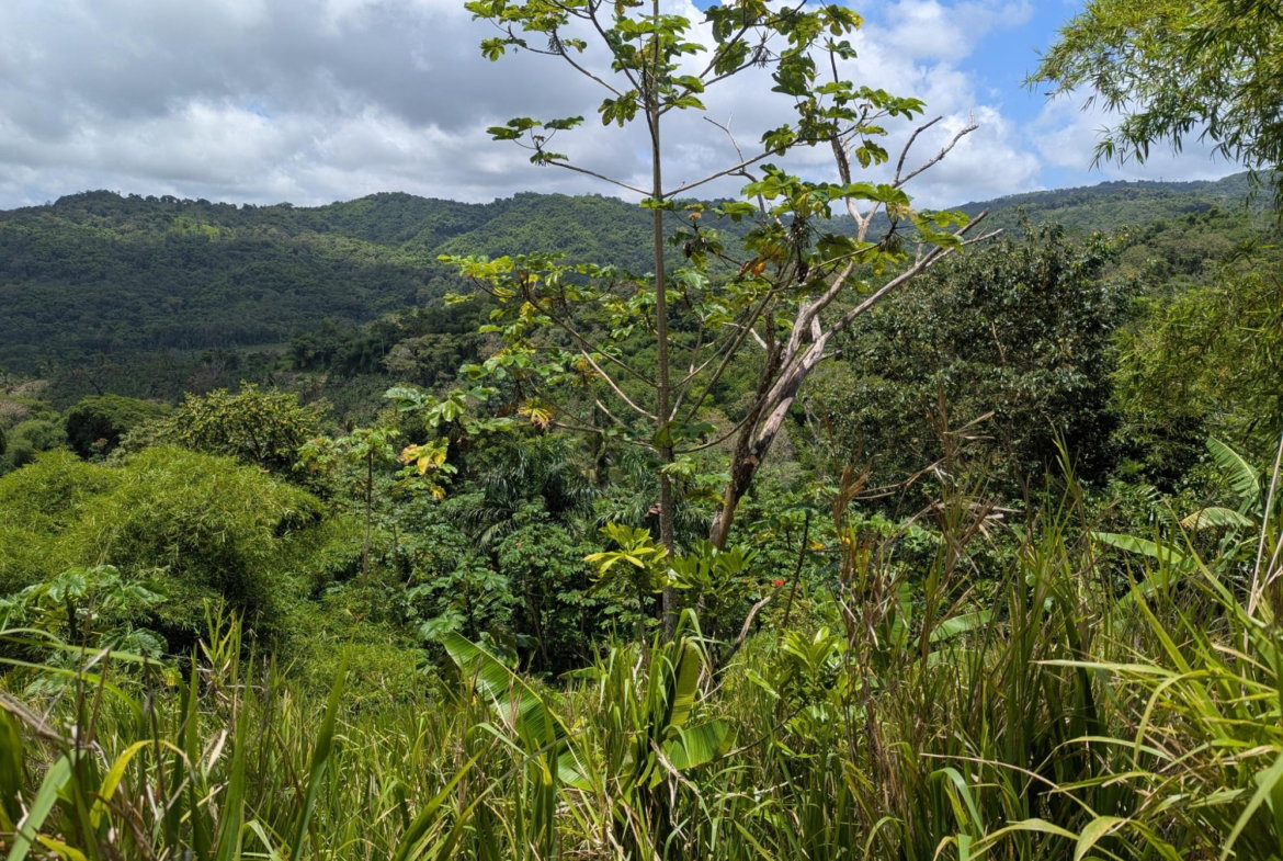 First image of Coxpiece Pembroke Hall in Pembroke Hall, St. Mary, Jamaica - property is For Sale