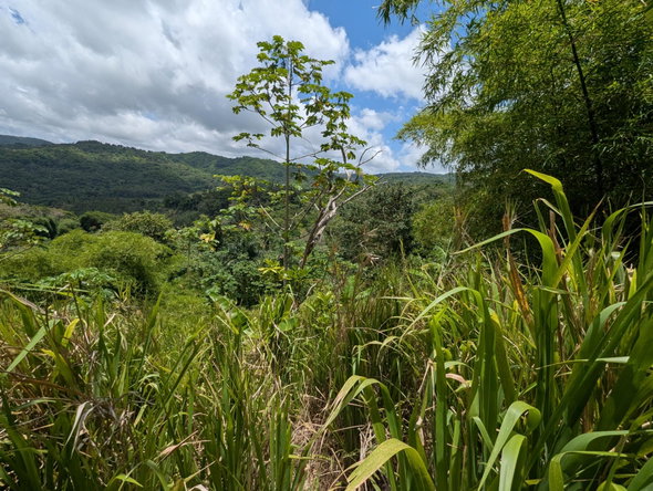 Third image of Coxpiece Pembroke Hall in Pembroke Hall, St. Mary, Jamaica - property is For Sale