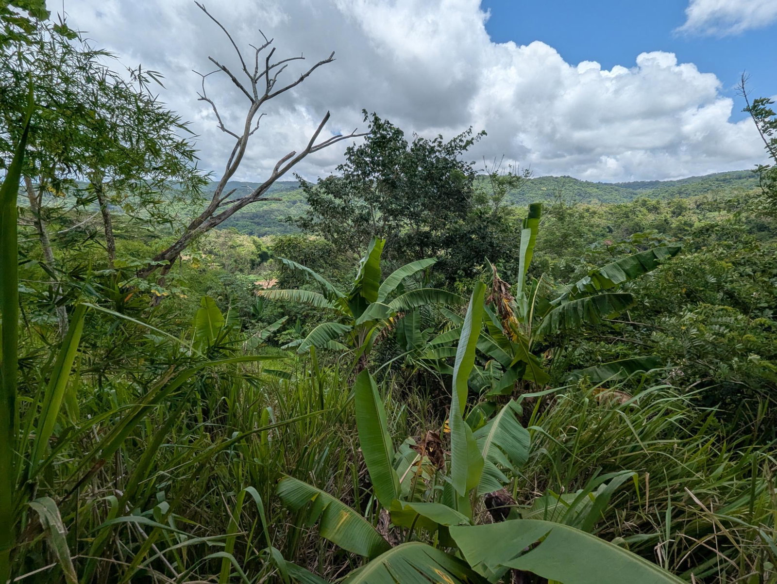 Fourth image of Coxpiece Pembroke Hall in Pembroke Hall, St. Mary, Jamaica - property is For Sale