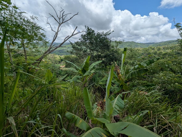 Fourth image of Coxpiece Pembroke Hall in Pembroke Hall, St. Mary, Jamaica - property is For Sale