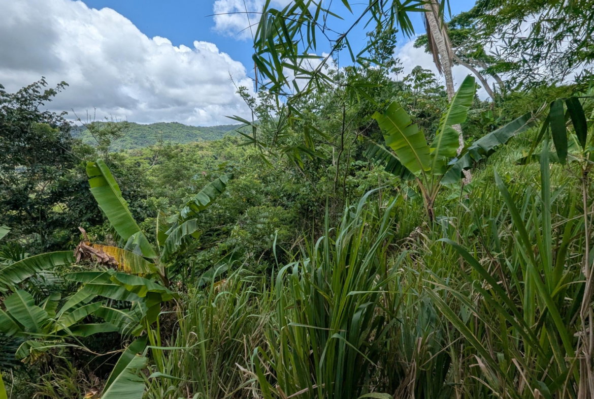 Fifth image of Coxpiece Pembroke Hall in Pembroke Hall, St. Mary, Jamaica - property is For Sale