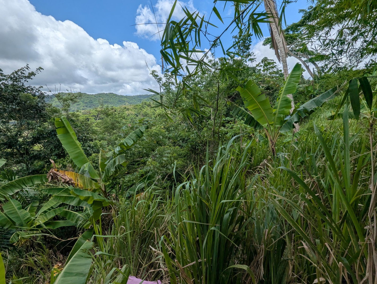Fifth image of Coxpiece Pembroke Hall in Pembroke Hall, St. Mary, Jamaica - property is For Sale