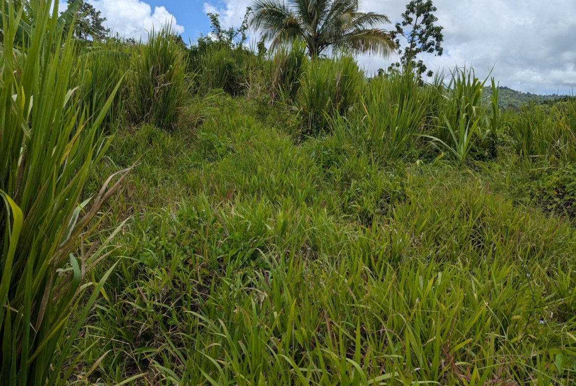 Eighth image of Coxpiece Pembroke Hall in Pembroke Hall, St. Mary, Jamaica - property is For Sale