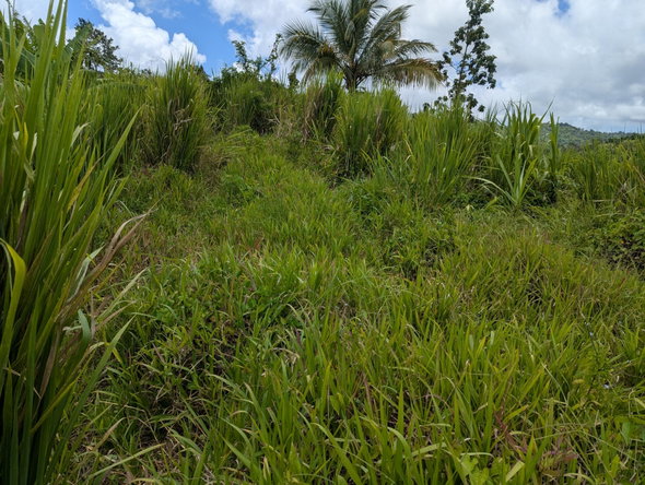 Eighth image of Coxpiece Pembroke Hall in Pembroke Hall, St. Mary, Jamaica - property is For Sale