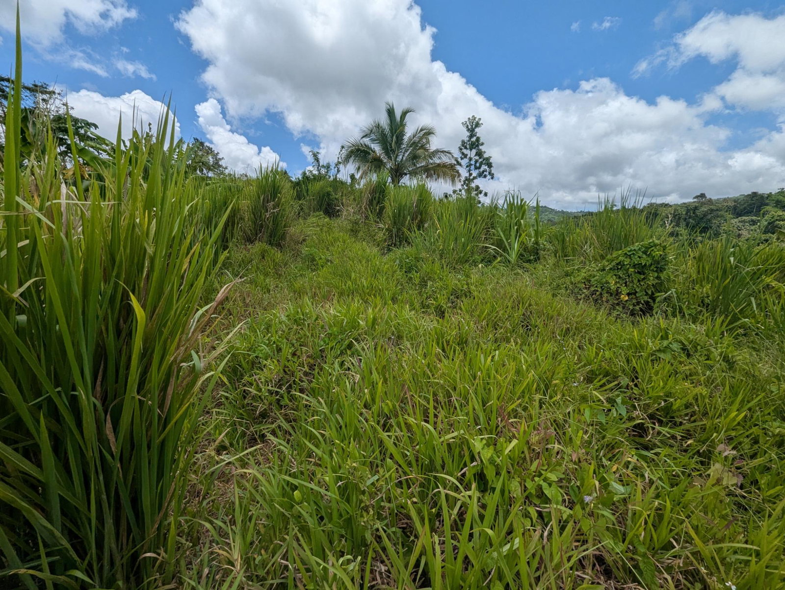 Ninth image of Coxpiece Pembroke Hall in Pembroke Hall, St. Mary, Jamaica - property is For Sale