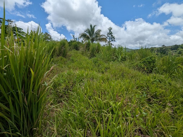 Ninth image of Coxpiece Pembroke Hall in Pembroke Hall, St. Mary, Jamaica - property is For Sale