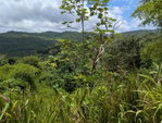 First image of Coxpiece Pembroke Hall in Pembroke Hall, St. Mary, Jamaica - property is For Sale