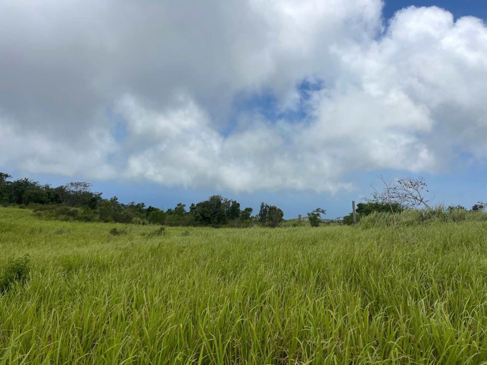 Fourth image of Bellevue, Southfield in Southfield, St. Elizabeth, Jamaica - property is For Sale