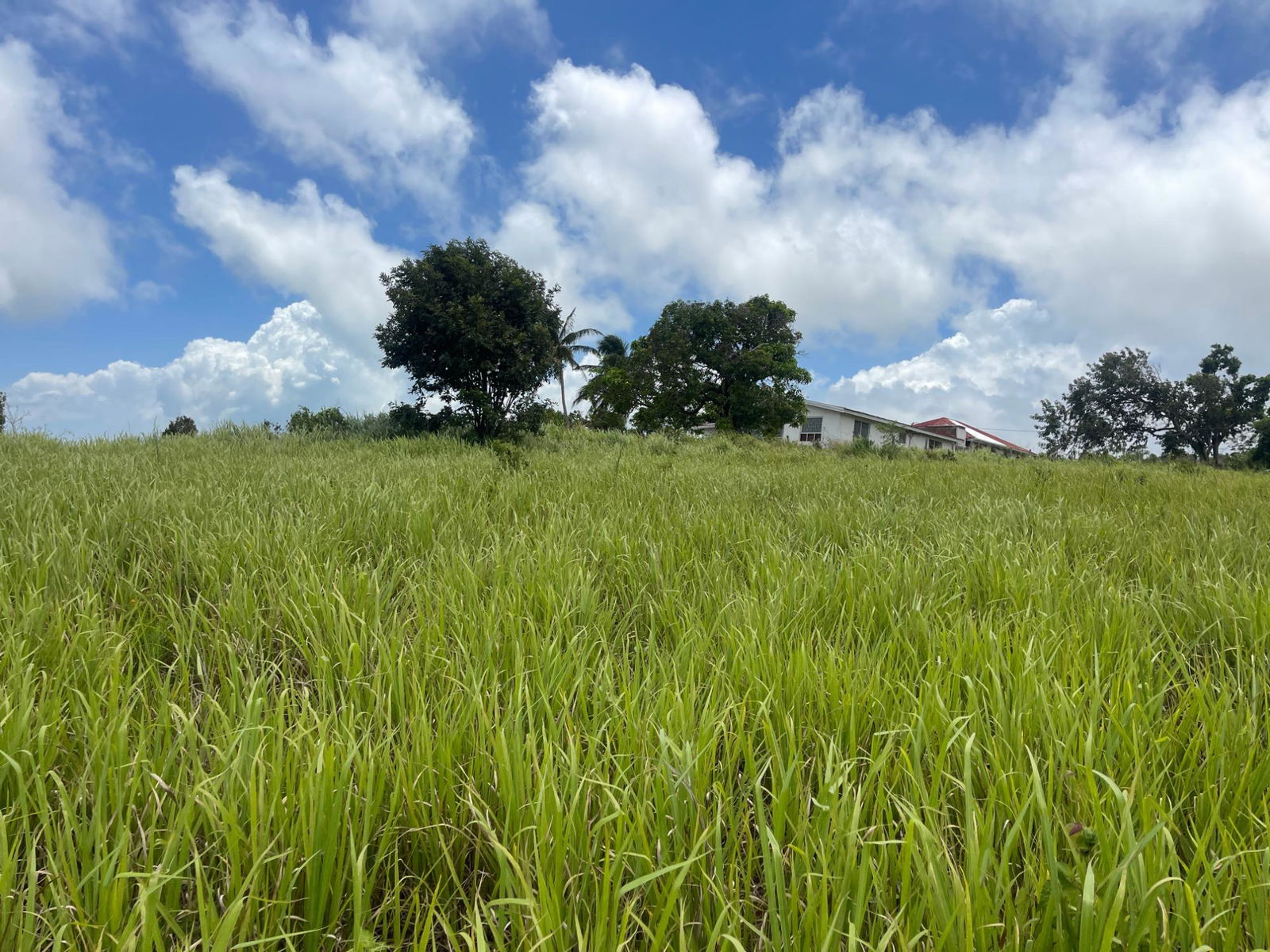 Fifth image of Bellevue, Southfield in Southfield, St. Elizabeth, Jamaica - property is For Sale