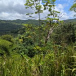 First image of Coxpiece Pembroke Hall in Pembroke Hall, St. Mary, Jamaica - property is For Sale
