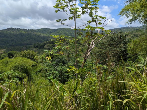 First image of Coxpiece Pembroke Hall in Pembroke Hall, St. Mary, Jamaica - property is For Sale