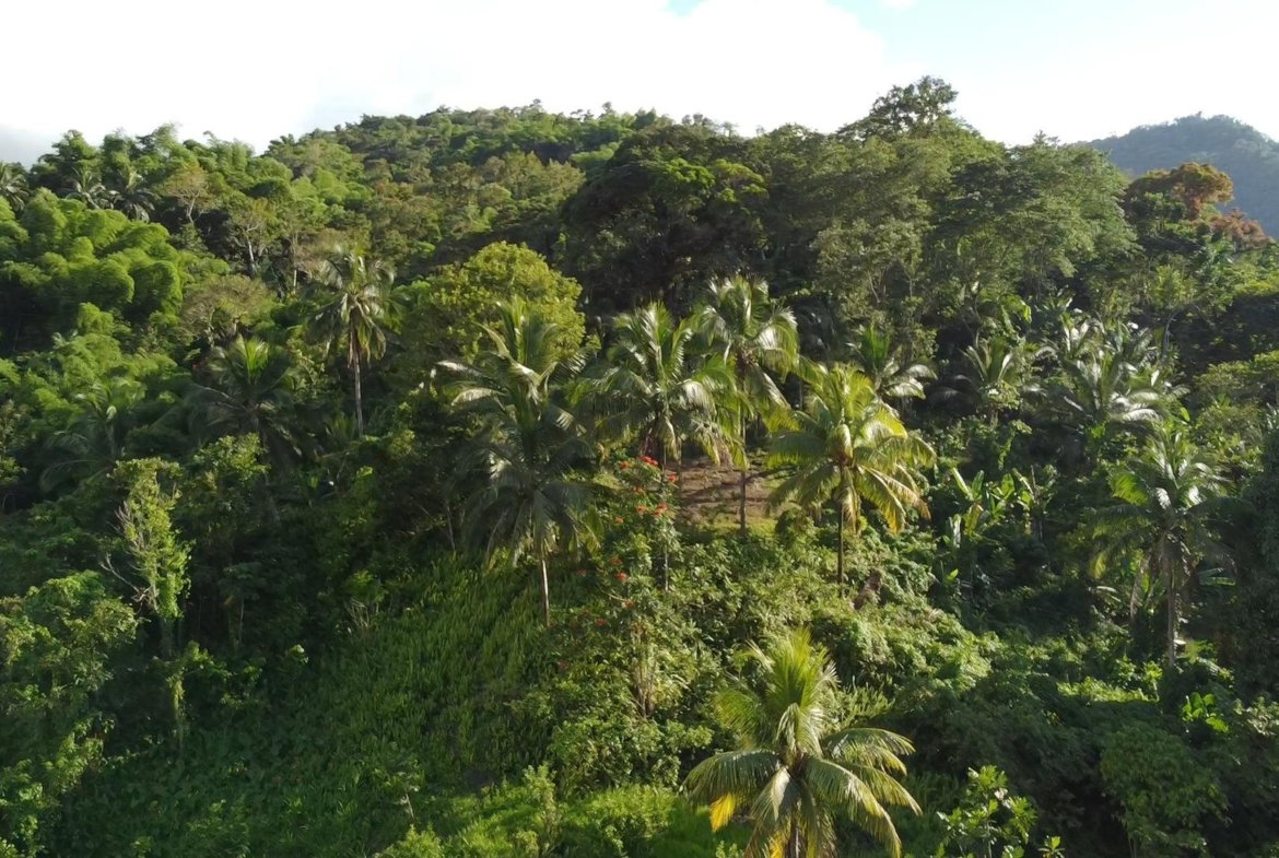 Fourth image of Swift River, Portland in Hope Bay, Portland, Jamaica - property is For Sale