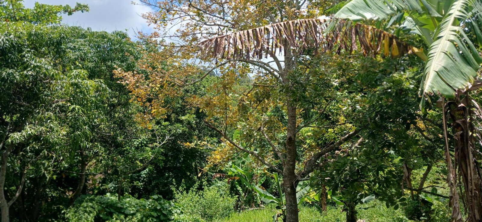 Seventh image of Lot 43b Sunset Crescent, Knockpa in Knockpatrick, Manchester, Jamaica - property is For Sale