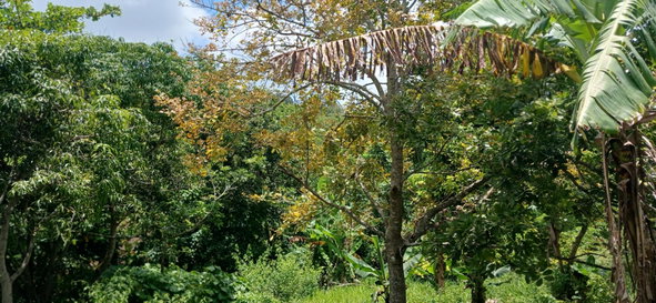 Seventh image of Lot 43b Sunset Crescent, Knockpa in Knockpatrick, Manchester, Jamaica - property is For Sale