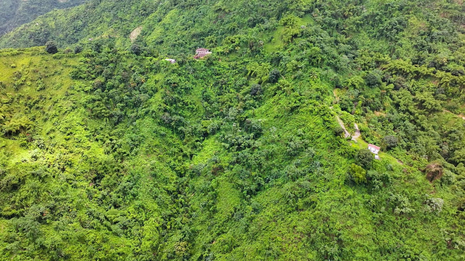 Blue-Mountain-Coffee-Plantation-for-Sale-in-Portland-Jamaica-–-96-Acres Fourth image of 0 in Shirley Castle, Portland, Jamaica - property is For Sale