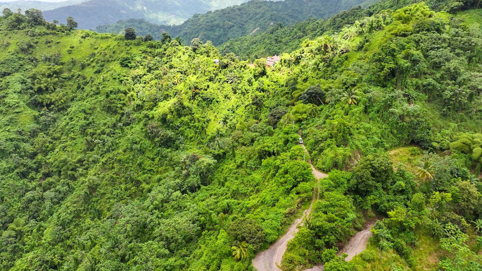 Blue-Mountain-Coffee-Plantation-for-Sale-in-Portland-Jamaica-–-96-Acres Eighth image of 0 in Shirley Castle, Portland, Jamaica - property is For Sale