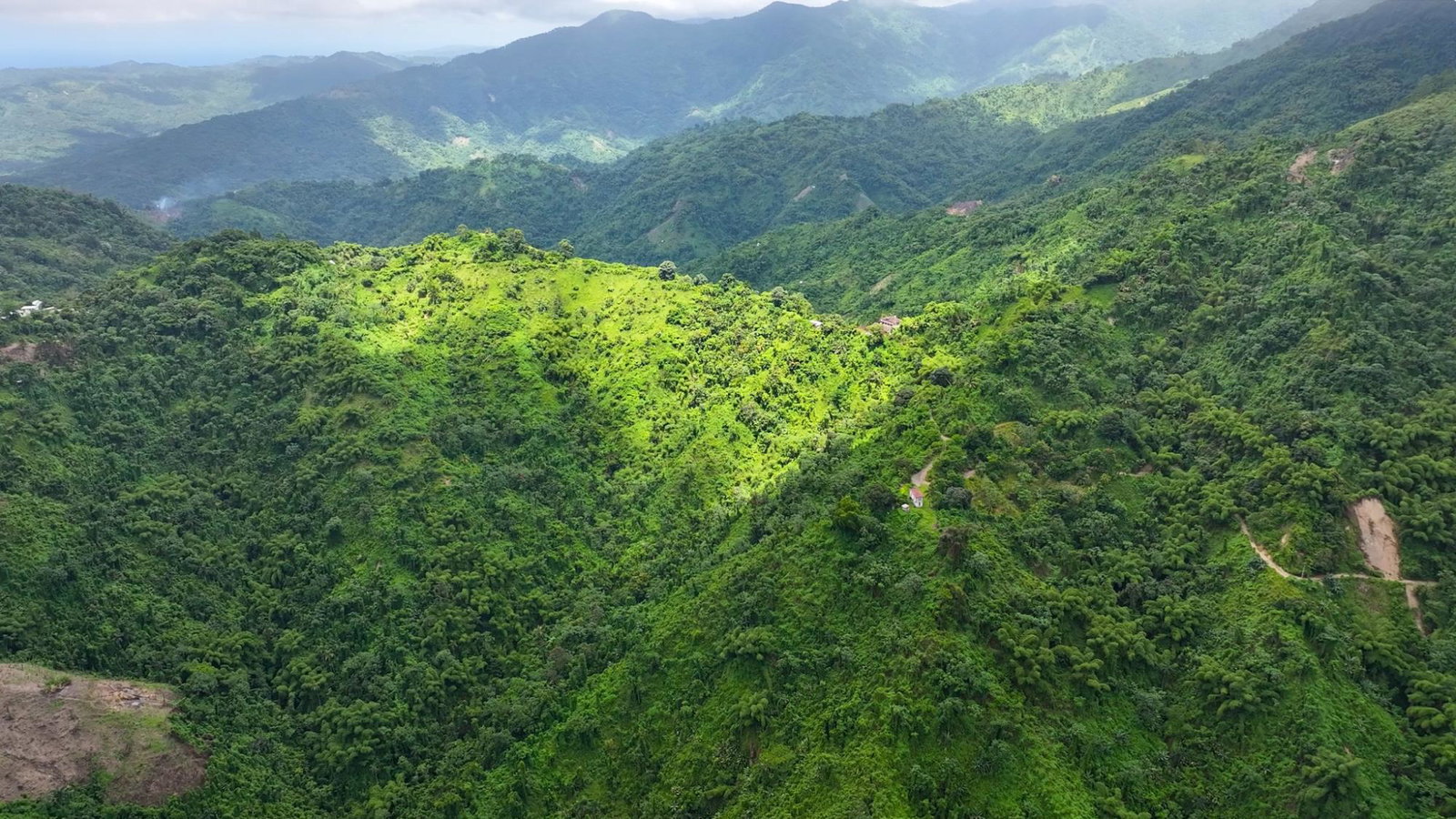 Blue-Mountain-Coffee-Plantation-for-Sale-in-Portland-Jamaica-–-96-Acres First image of 0 in Shirley Castle, Portland, Jamaica - property is For Sale
