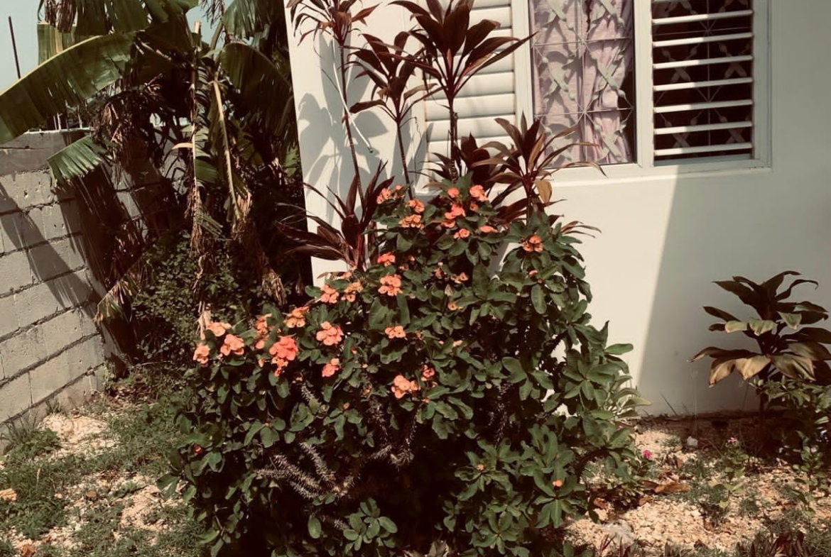 Eighth image of 397 Papaya Avenue, Longville in Longville Park, Clarendon, Jamaica - property is For Sale
